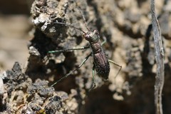 Parvindela celeripes