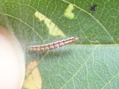 Swammerdamia pyrella
