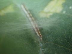 Swammerdamia pyrella