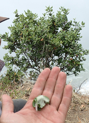 Garrya elliptica