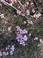 Euryomyrtus ramosissima ramosissima