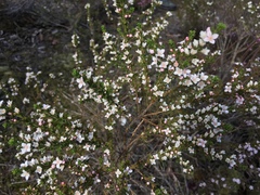 Cyanothamnus anemonifolius anemonifolius