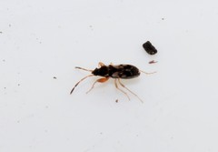 Scolopostethus affinis