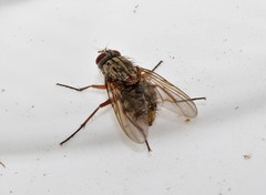 Phaonia mediterranea