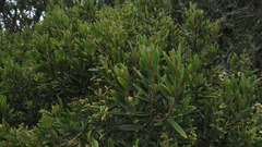 Miconia elaeoides
