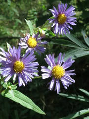 Aster maackii