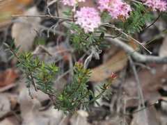 Pimelea rosea