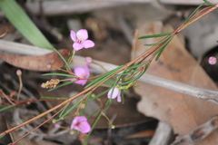 Boronia filifolia