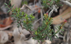 Pimelea rosea