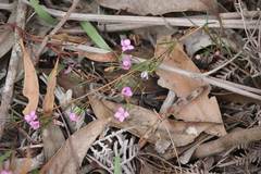 Boronia filifolia