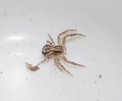 Xysticus thessalicoides