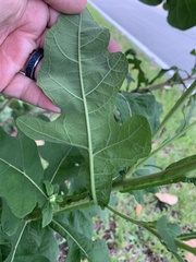 Verbesina virginica image