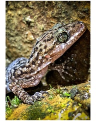 Khasi Hills Bent-Toed Gecko photo 4