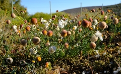 Lasiospermum brachyglossum