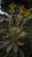 Espeletia barclayana