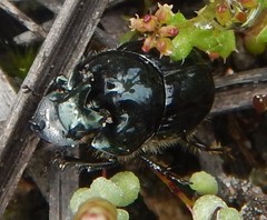 Onthophagus tarascus