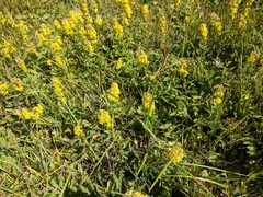 Solidago virgaurea taurica
