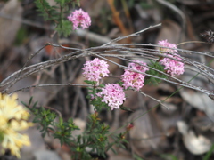 Pimelea rosea