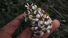 Linochilus phylicoides