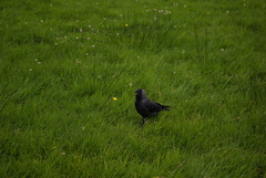 Corvus monedula