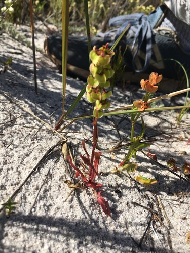 Image of Rumex cordatus by (c) Caroline Voget, some rights reserved (CC BY)