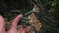 Linochilus phylicoides