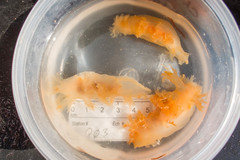 Dendronotus elegans