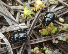 Onthophagus tarascus