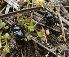 Onthophagus tarascus