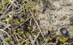 Onthophagus tarascus