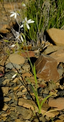 Hesperantha marlothii
