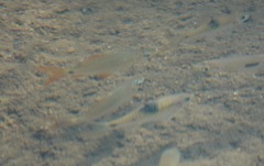 Osteochilus vittatus