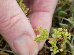 Crassula thunbergiana