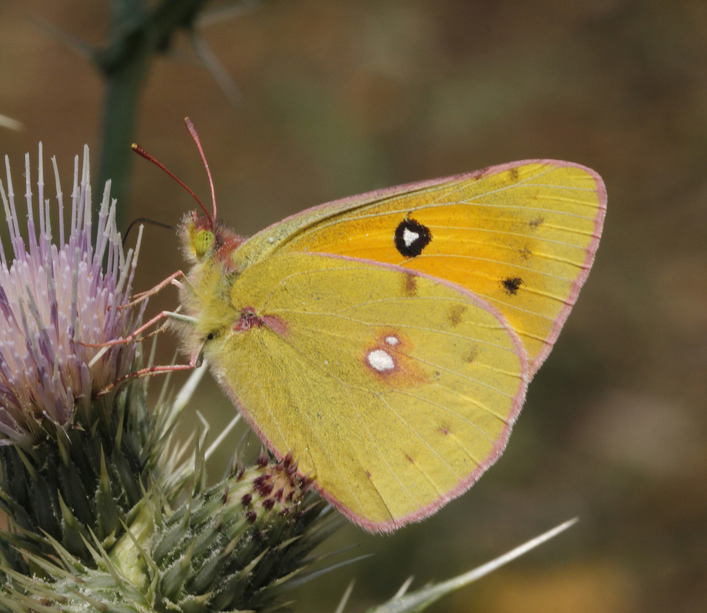 Dark Clouded Yellow