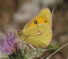 Colias fieldii