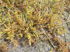 Crassula thunbergiana