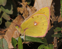 Colias fieldii