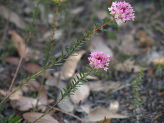 Pimelea rosea