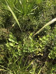 Aristida spiciformis