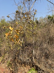 Qualea multiflora