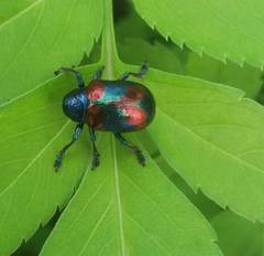 Platycorynus undatus