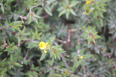 Pultenaea involucrata