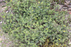 Pultenaea involucrata