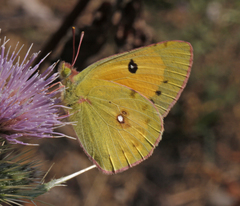 Colias fieldii