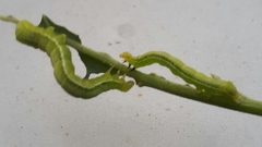 Chrysodeixis chalcites