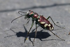 Cicindela fulgida