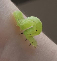 Chrysodeixis chalcites