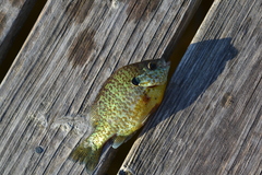 Lepomis gibbosus × macrochirus