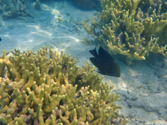 Neoglyphidodon melas