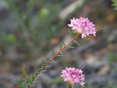 Pimelea rosea